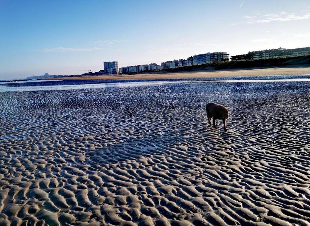 Hhvdk Aan Zee Apartment เอาสท์ดังแกร์เกอ ภายนอก รูปภาพ